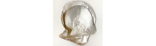 Pearl Shell Bracelet