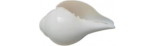 White Conch Shell Bracelet