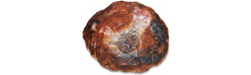 Petrified Wood Bracelet